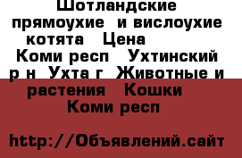 Шотландские прямоухие  и вислоухие котята › Цена ­ 3 000 - Коми респ., Ухтинский р-н, Ухта г. Животные и растения » Кошки   . Коми респ.